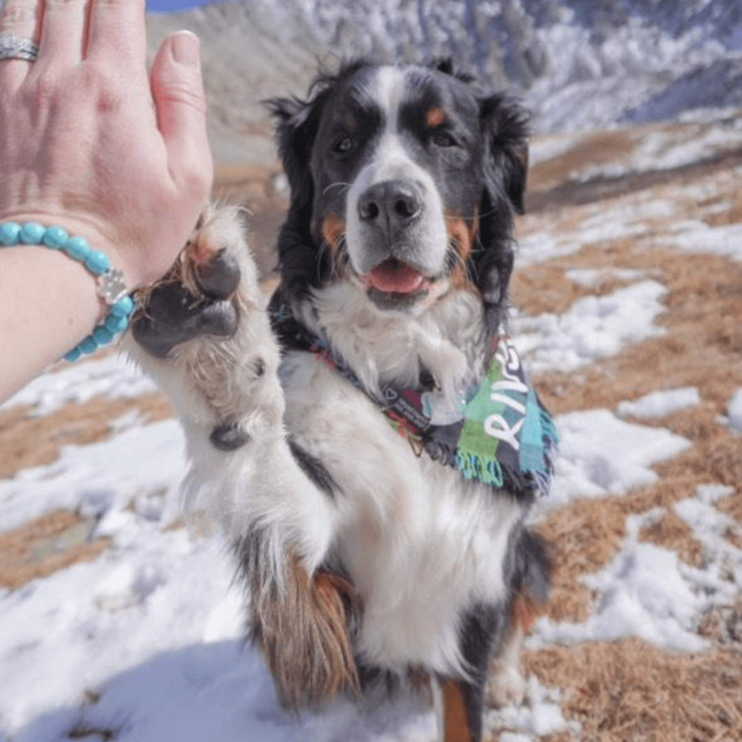 I Love ALL Dogs Bracelet™