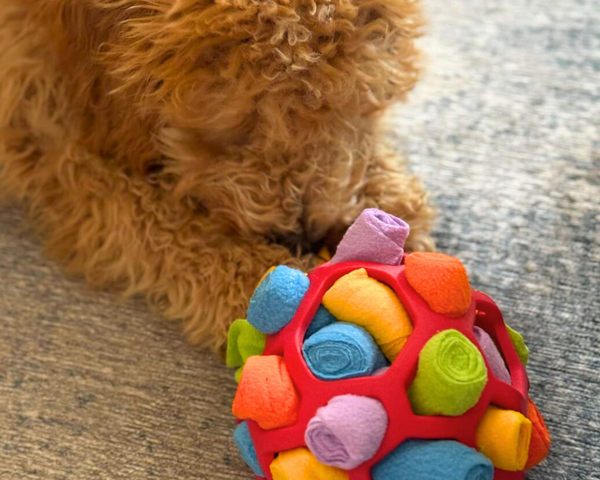 Sniff N' Treat Puzzle Ball