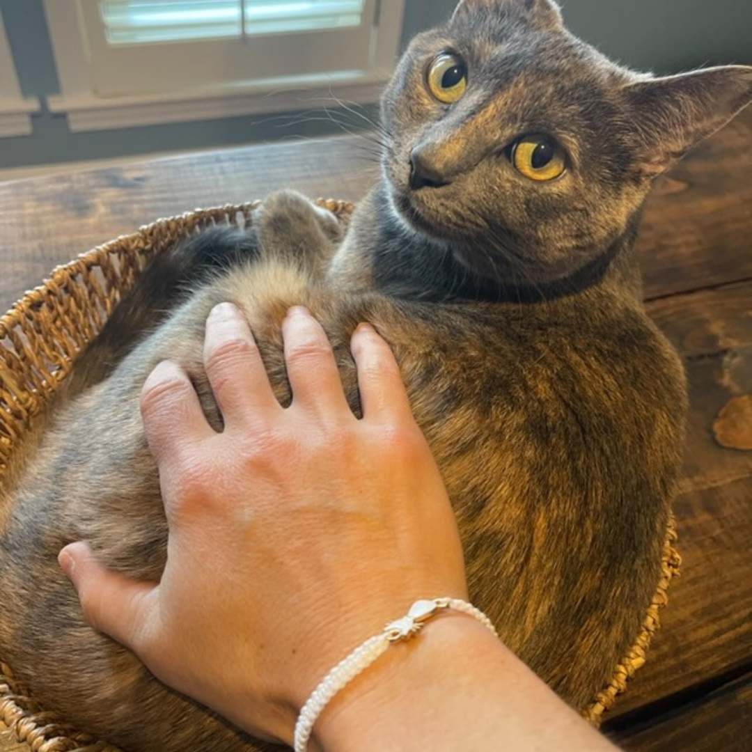 Cozy Cat Bracelet