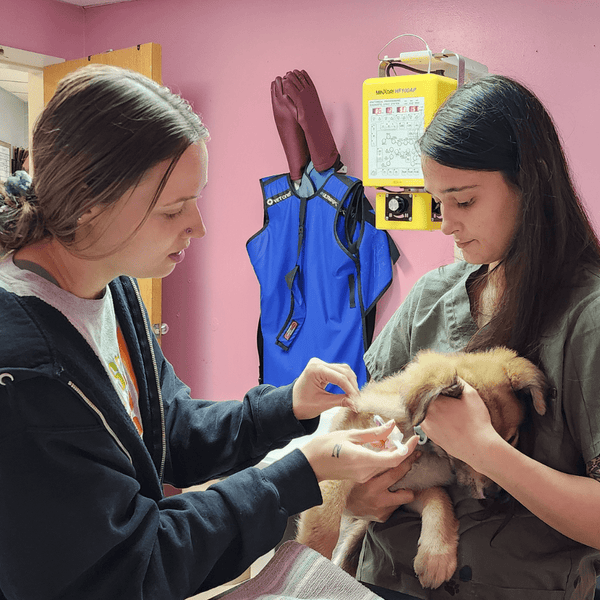 Paws For Hope Bracelet