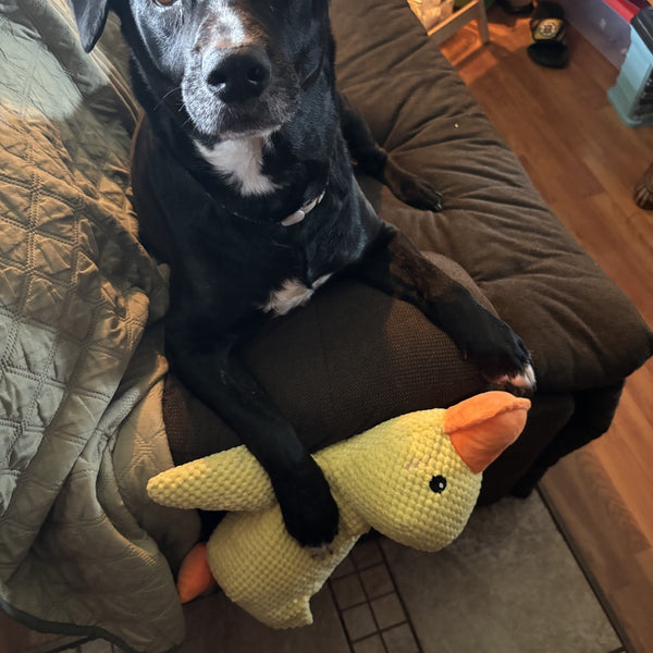 Emotional Support Duck (Feeds 40 Dogs)