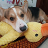 Emotional Support Duck Toy (1 Duck = 40 Meals)
