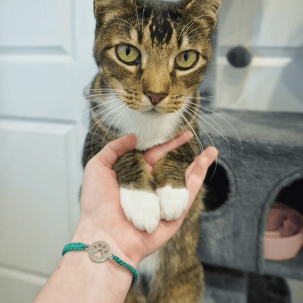 Paws For Hope Bracelet